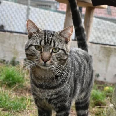 Cat moscato, male young Mixed Breed for adoption at SPA de Saverne