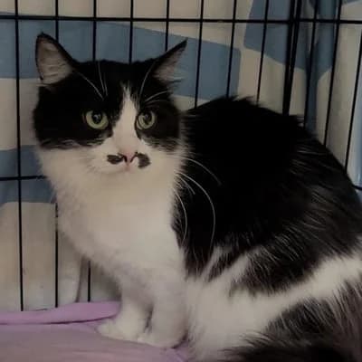 Cat nami, female young Mixed Breed for adoption at SPA de Saverne