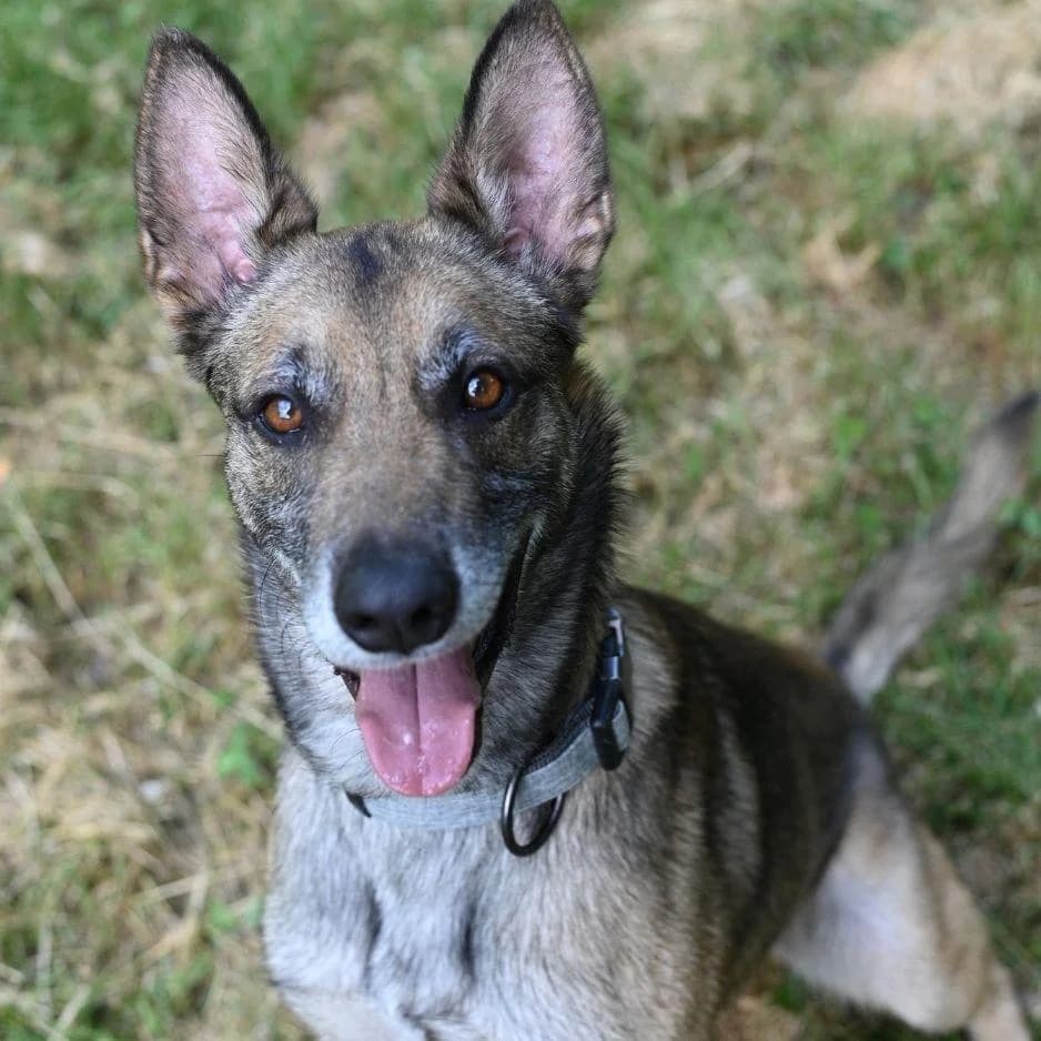 NASKO, male young Mixed Breed for adoption at SPA de Saverne
