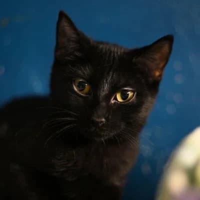 Cat orphee, female puppy Mixed Breed for adoption at SPA de Saverne
