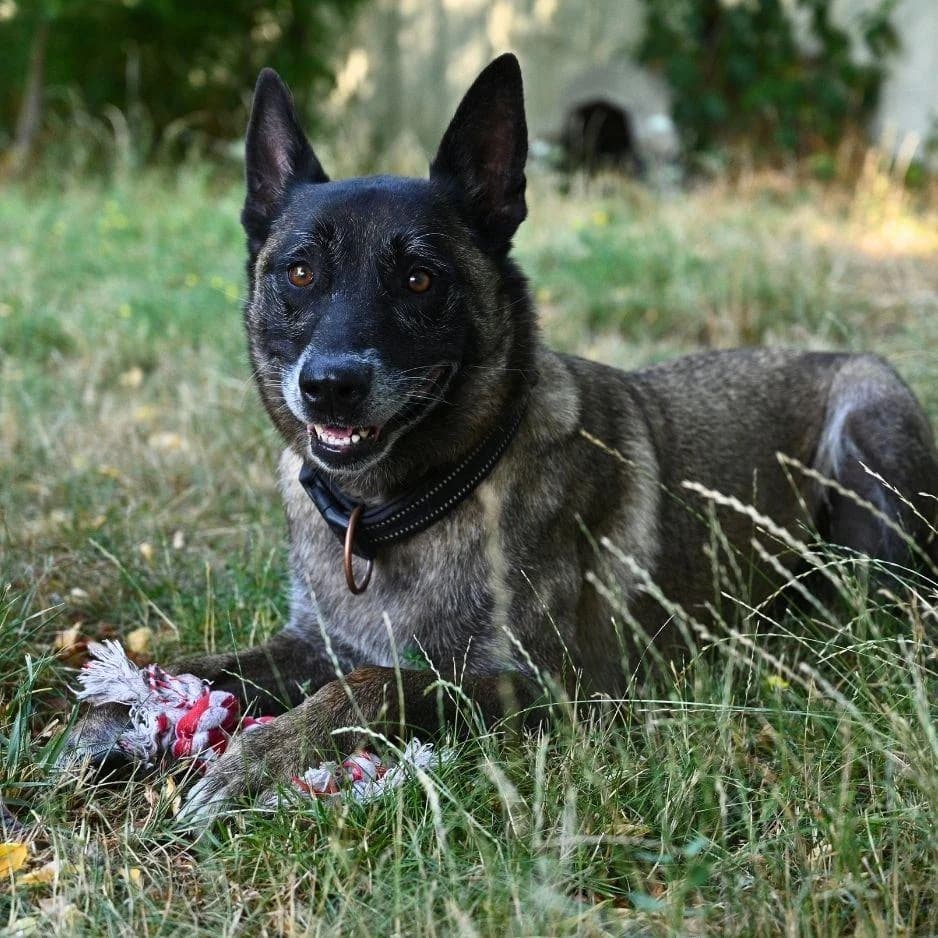 PAXTON, male 7yo Mixed Breed for adoption at SPA de Saverne