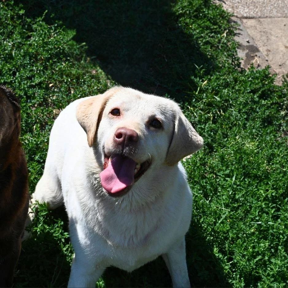 PHANTOME, female 7yo Mixed Breed for adoption at SPA de Saverne