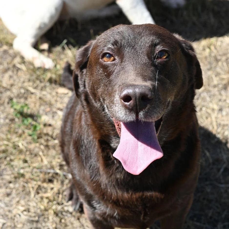 PRADA, female 7yo Mixed Breed for adoption at SPA de Saverne