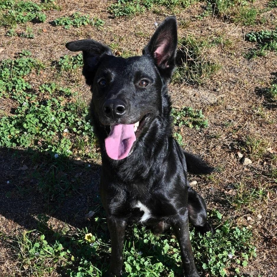 PRINCE, male young Mixed Breed for adoption at SPA de Saverne