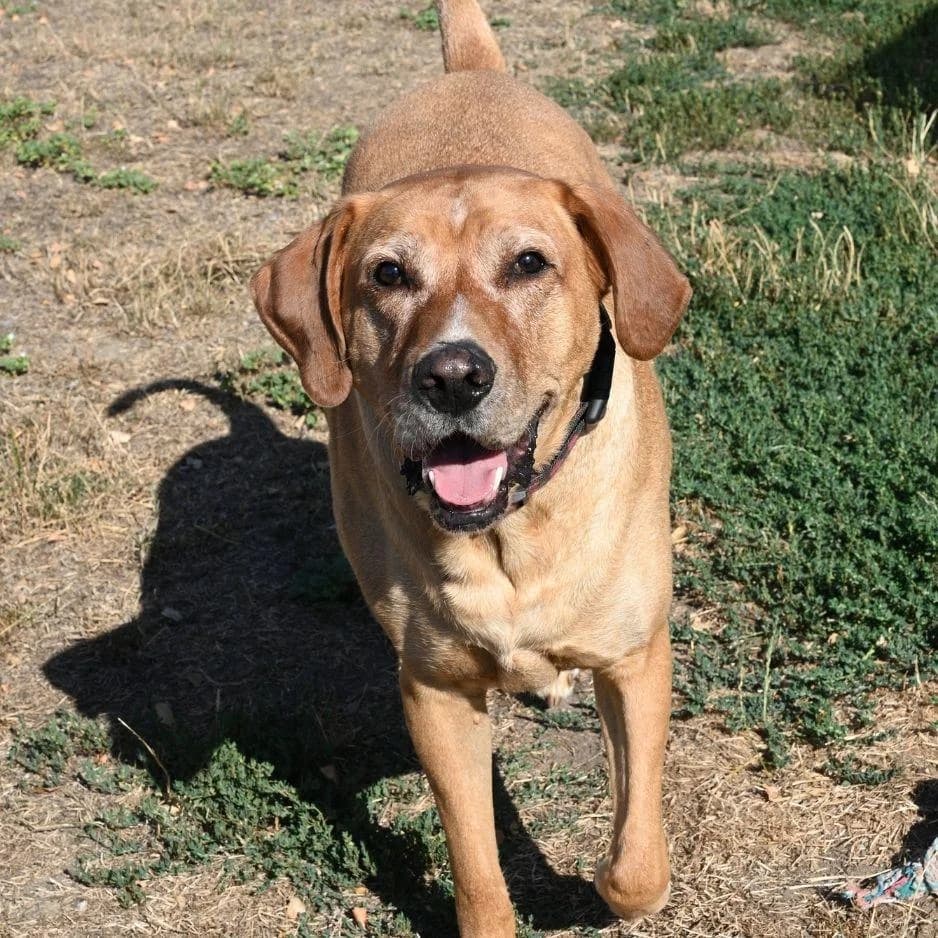 RAMSES, male 6yo Mixed Breed for adoption at SPA de Saverne