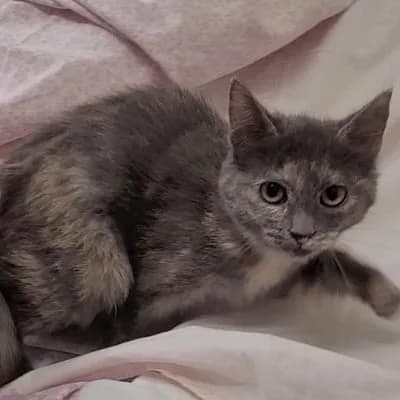 Cat schwepps, female puppy Mixed Breed for adoption at SPA de Saverne