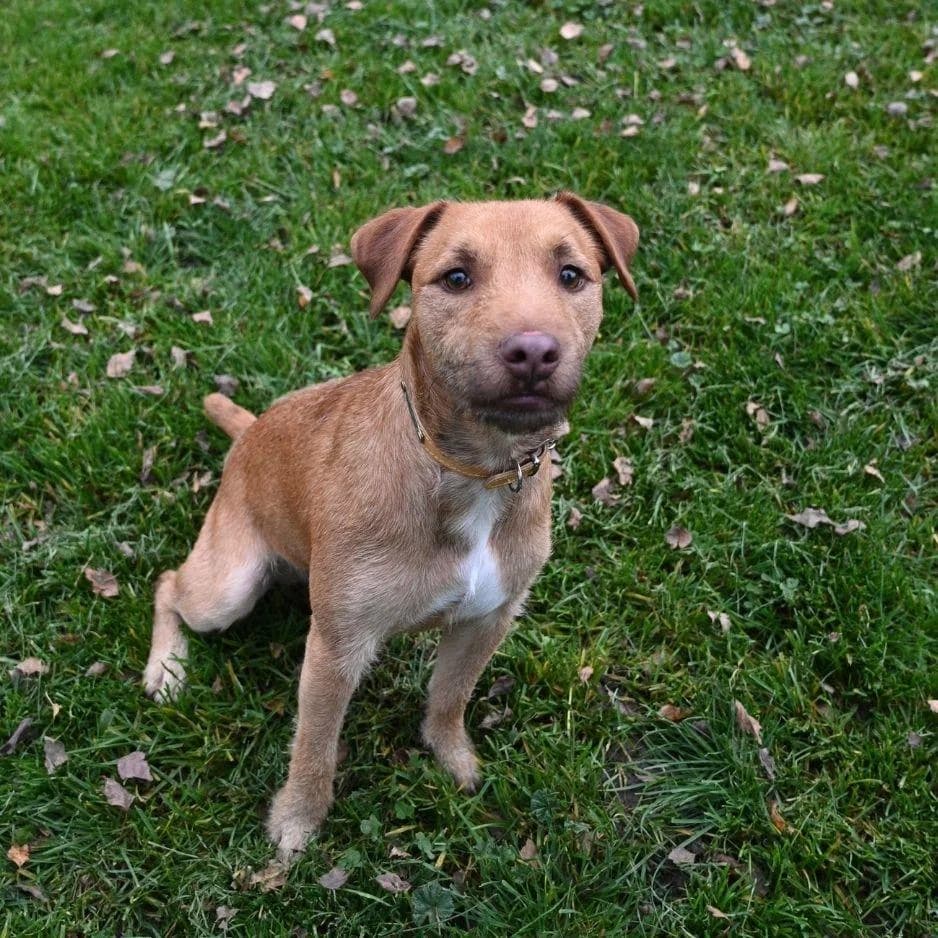 SNOOP, male Mixed Breed for adoption at SPA de Saverne