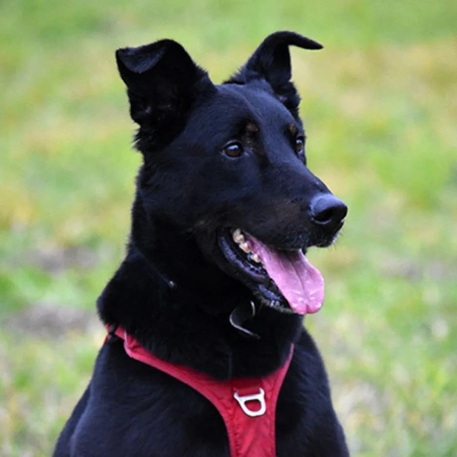 TOM, male senior Mixed Breed for adoption at SPA de Saverne