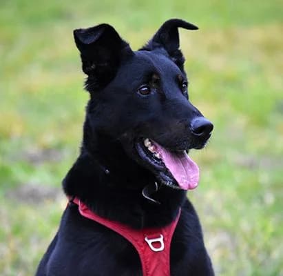 TOM, male senior Mixed Breed for adoption at SPA de Saverne
