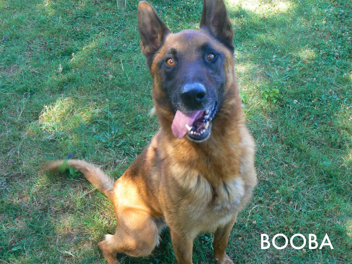BOOBA, male Belgian Malinois for adoption at Refuge de l