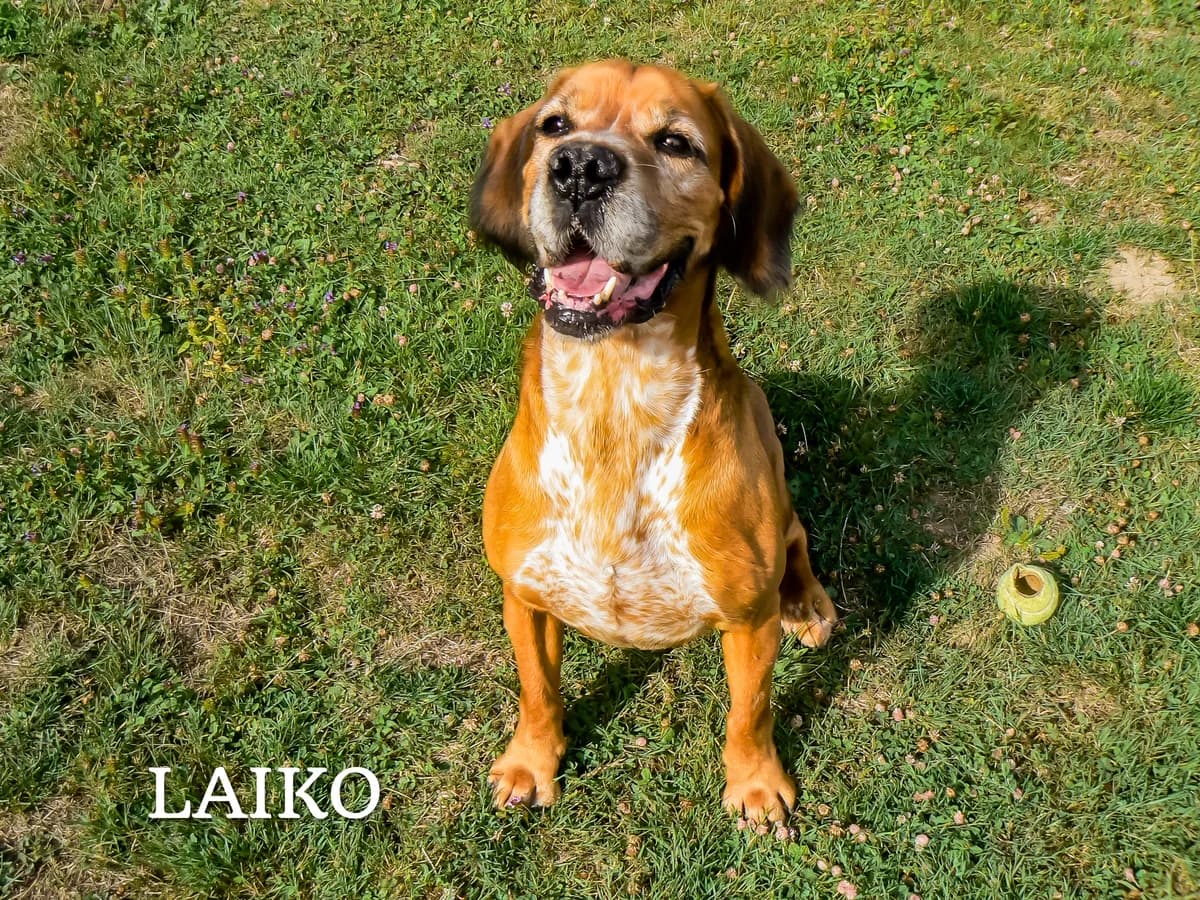 LAIKO, male Belgian Malinois for adoption at Refuge de l