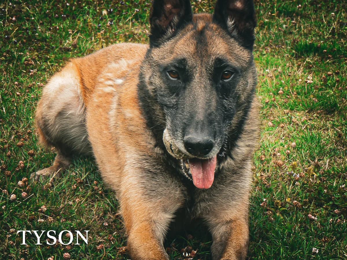 TYSON, male Belgian Malinois for adoption at Refuge de l