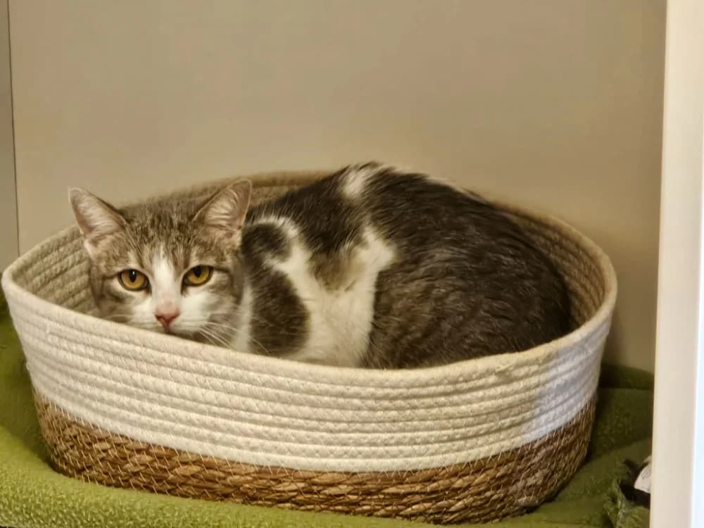 GROU, female 7yo mixed breed for adoption at SPA Thionville, Thionville