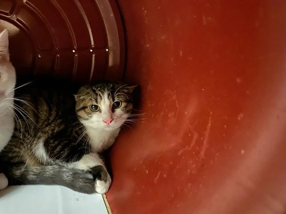 MITAINE, male young mixed breed for adoption at SPA Thionville, Thionville