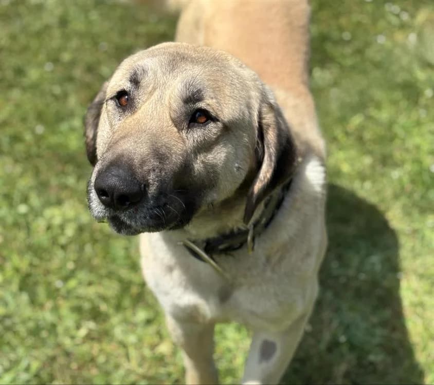 Aspro, male young mixed breed for adoption at SPA Thionville, Thionville