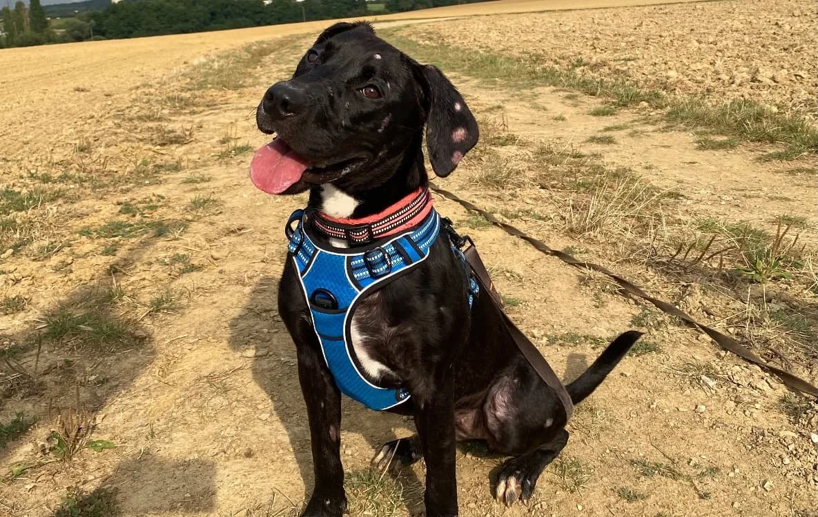 TYLA, female 3yo mixed breed for adoption at SPA Thionville, Thionville
