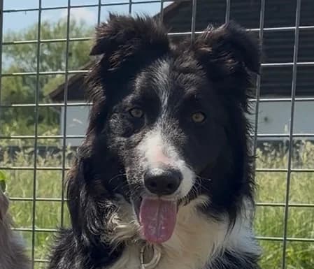 SPEEDY, male young mixed breed for adoption at SPA Thionville, Thionville