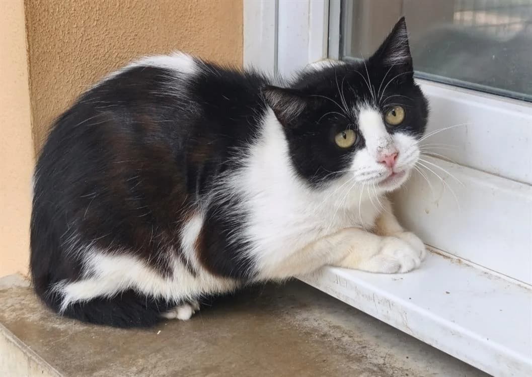 NASH, male senior Mixed Breed for adoption at SPA Thionville, Thionville