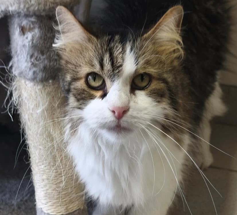 PACO, male senior Mixed Breed for adoption at SPA Thionville, Thionville