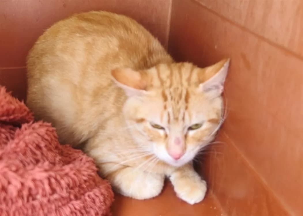 MIAOUSS, male 4yo Mixed Breed for adoption at SPA Thionville, Thionville