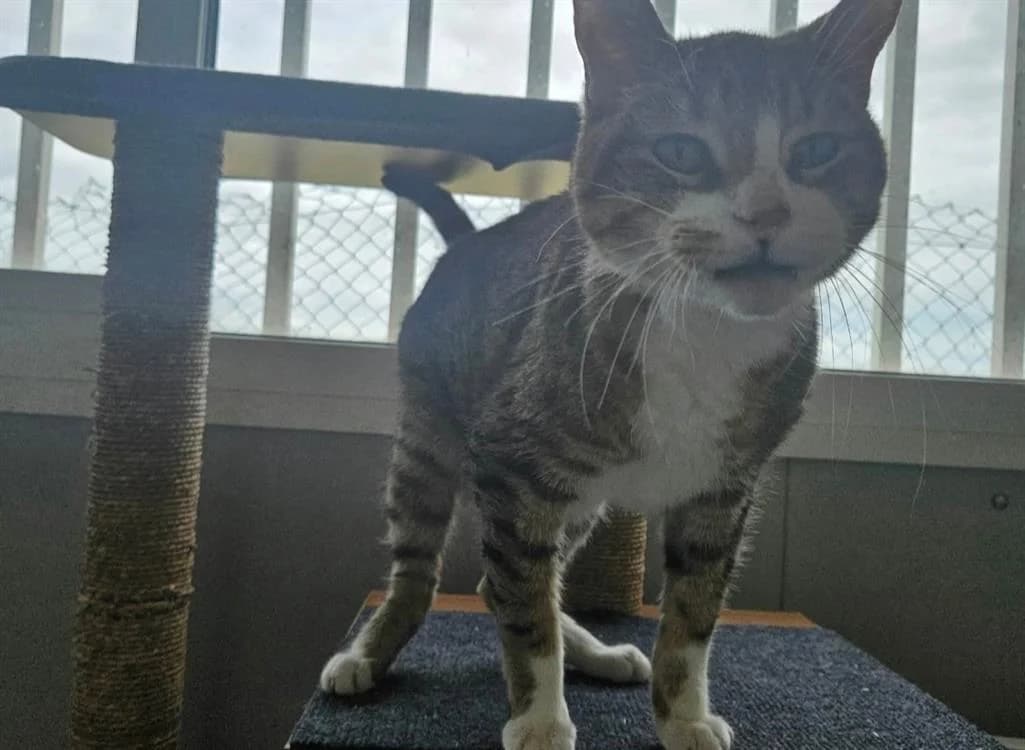 SHIVA, male senior Mixed Breed for adoption at SPA Thionville, Thionville