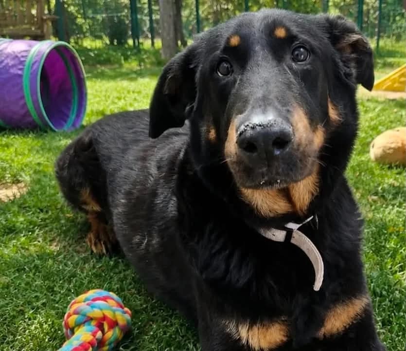 Naya, female senior mixed breed for adoption at SPA Thionville, Thionville