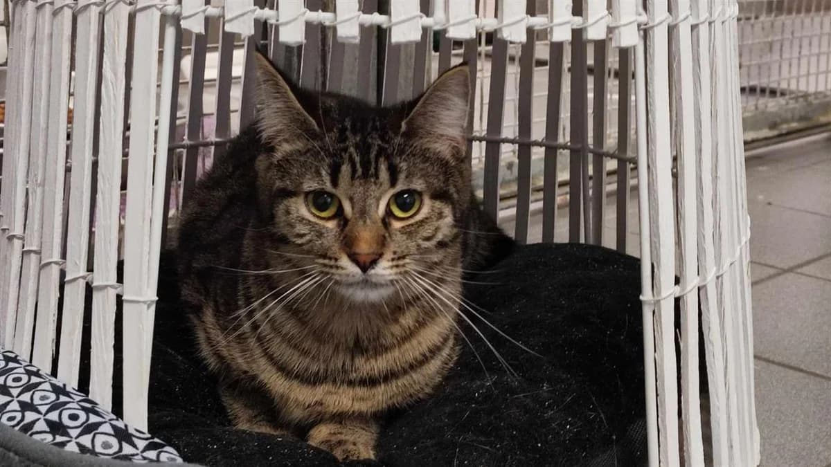 LAURYN dit Kikinette, female 3yo Mixed Breed for adoption at SPA Thionville, Thionville