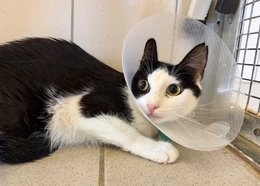 OREO, female young Mixed Breed for adoption at SPA Thionville, Thionville