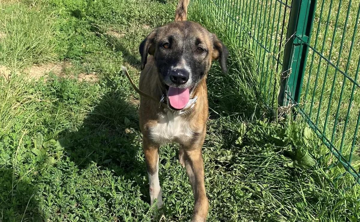 TALYA, female 3yo Mixed Breed for adoption at SPA Thionville, Thionville