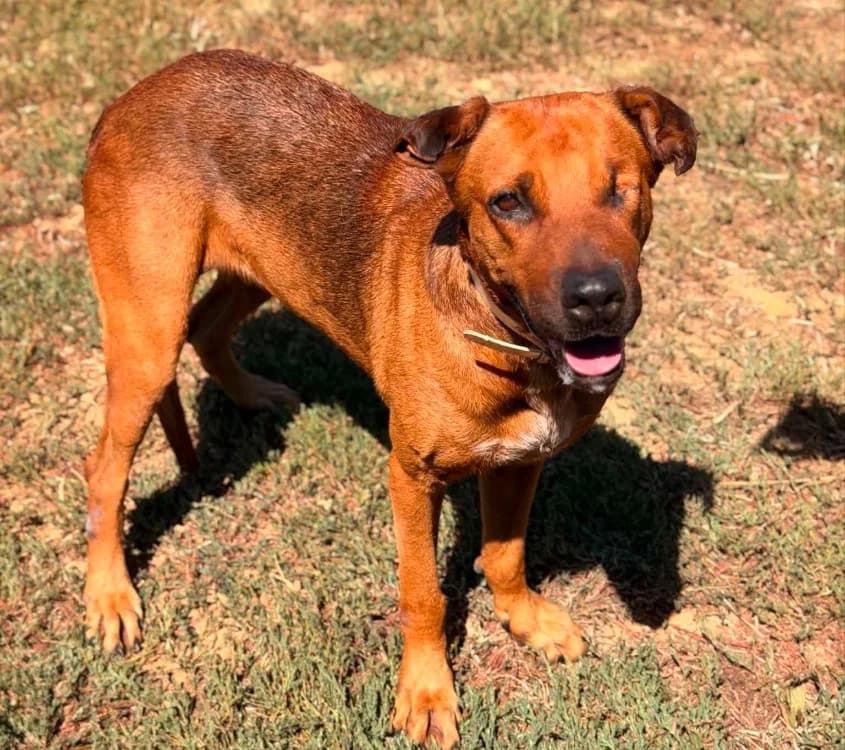 ETEL, female 6yo mixed breed for adoption at SPA Thionville, Thionville