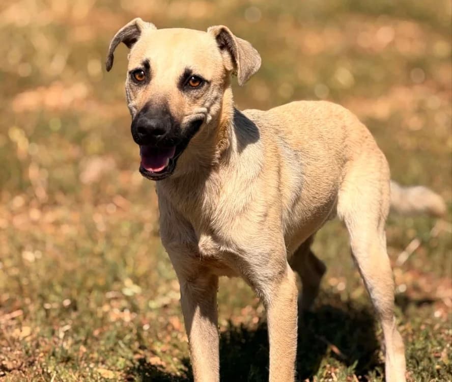 SUTTON, male young mixed breed for adoption at SPA Thionville, Thionville