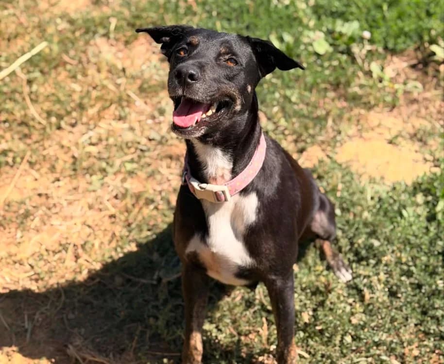 SAGA, female 3yo mixed breed for adoption at SPA Thionville, Thionville