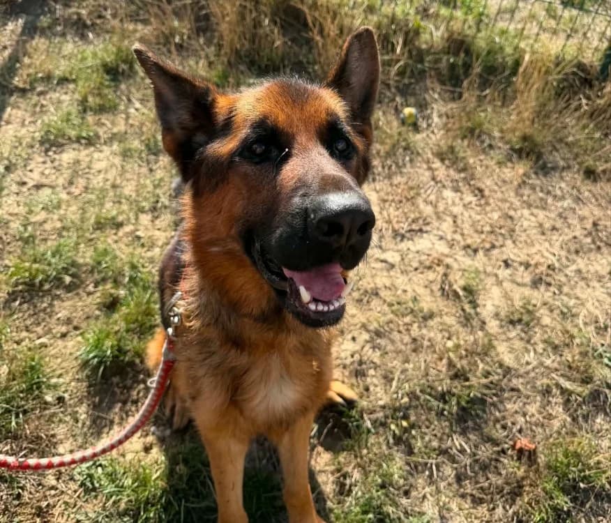 MAX, male young German Shepherd for adoption at SPA Thionville, Thionville