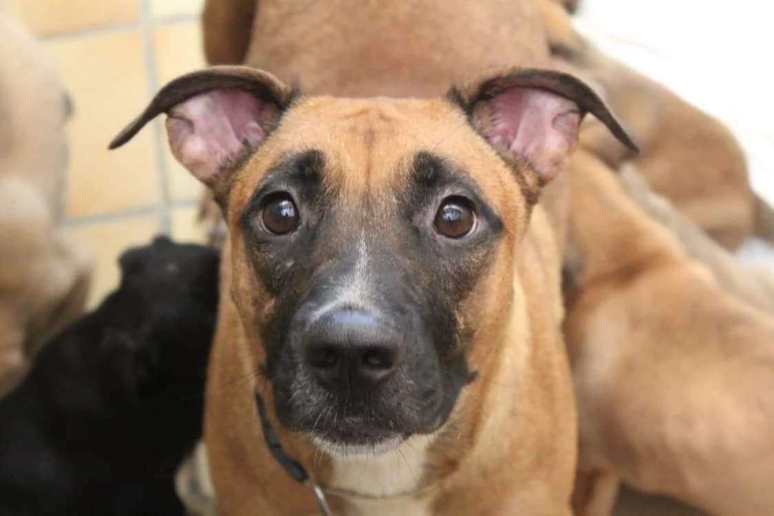 VAYA, female 3yo mixed breed for adoption at SPA Thionville, Thionville