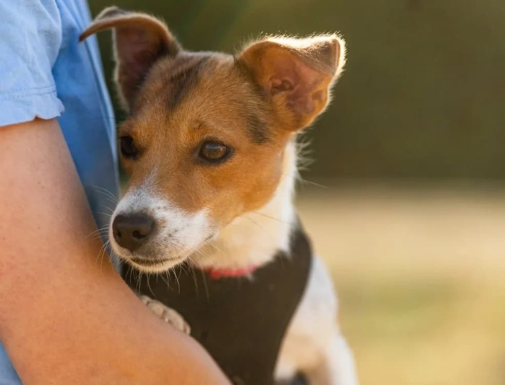 TEVA - RESERVEE, female young Jack Russell Terrier for adoption at SPA Thionville, Thionville