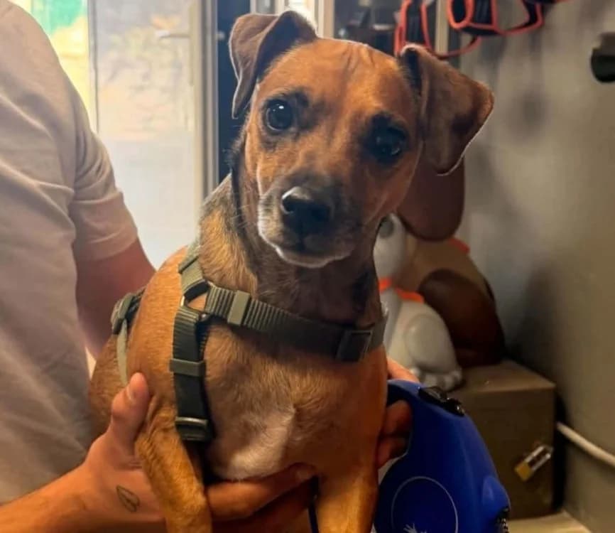 UKKA dit FIFI, female 3yo Jack Russell Terrier for adoption at SPA Thionville, Thionville