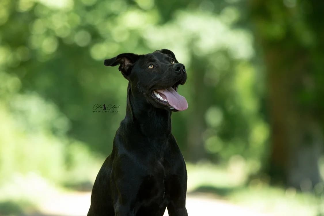 AVA, female young Labrador Retriever for adoption at SPA Thionville, Thionville