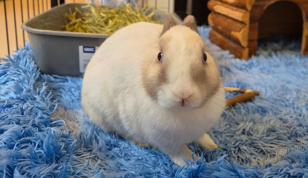 MIETTE, male mixed breed for adoption at SPA Thionville, Thionville