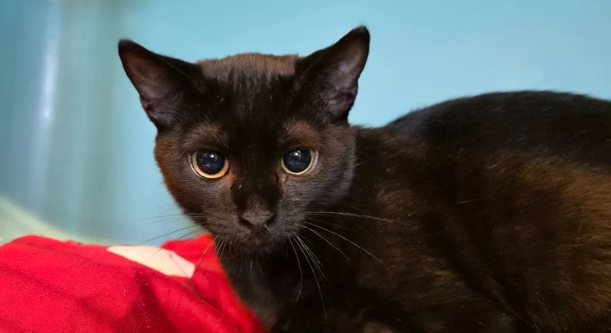 STERN, female Mixed Breed for adoption at SPA Thionville, Thionville