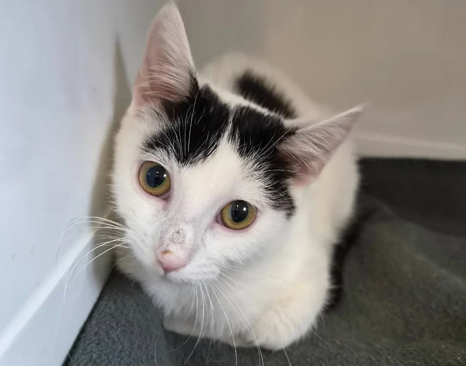 SHIRO, female Mixed Breed for adoption at SPA Thionville, Thionville