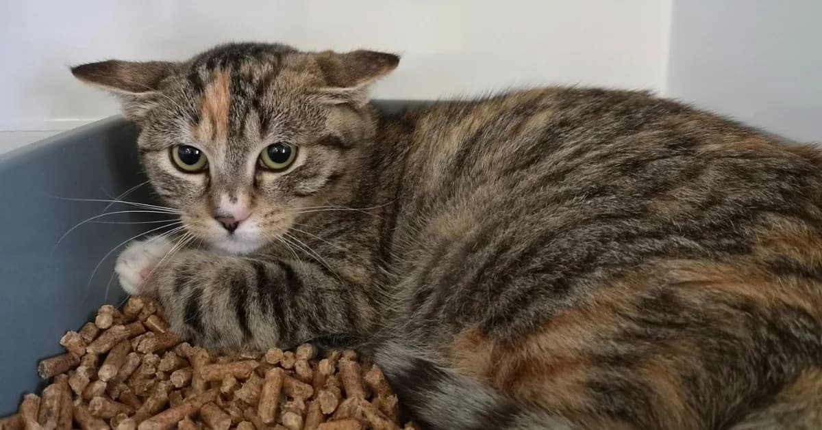 PTICOEUR, female Mixed Breed for adoption at SPA Thionville, Thionville