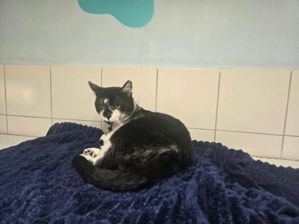 ECHO, male 7yo Mixed Breed for adoption at SPA Thionville, Thionville