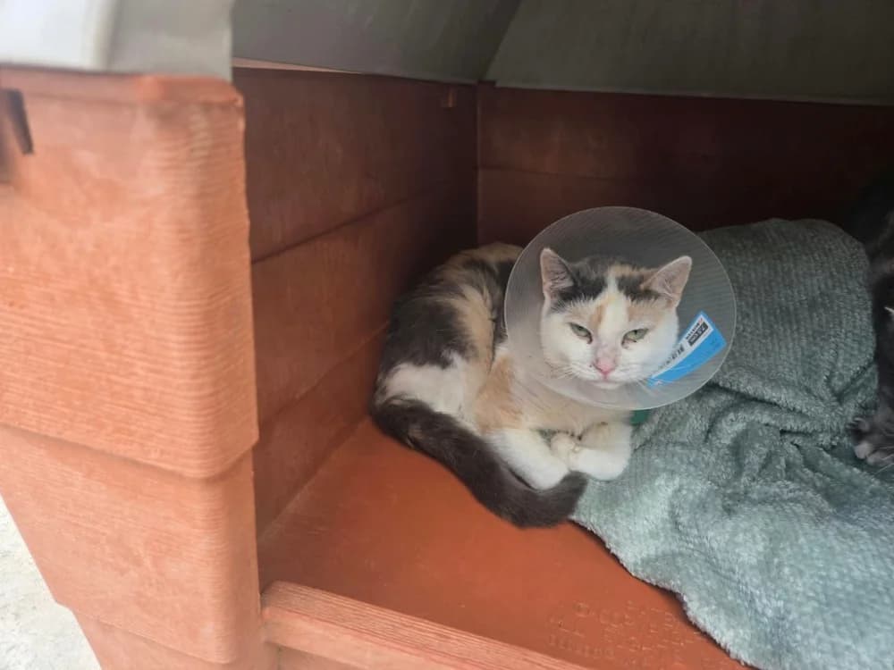 MULAN, female 3yo Mixed Breed for adoption at SPA Thionville, Thionville