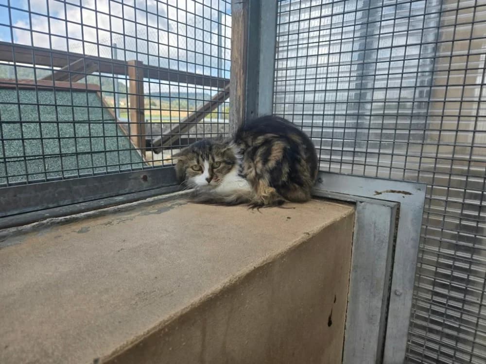 ECLYPSE, male senior Mixed Breed for adoption at SPA Thionville, Thionville