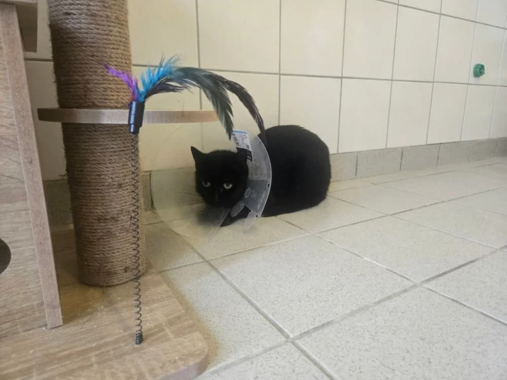 CALYPSO, female 6yo mixed breed for adoption at SPA Thionville, Thionville