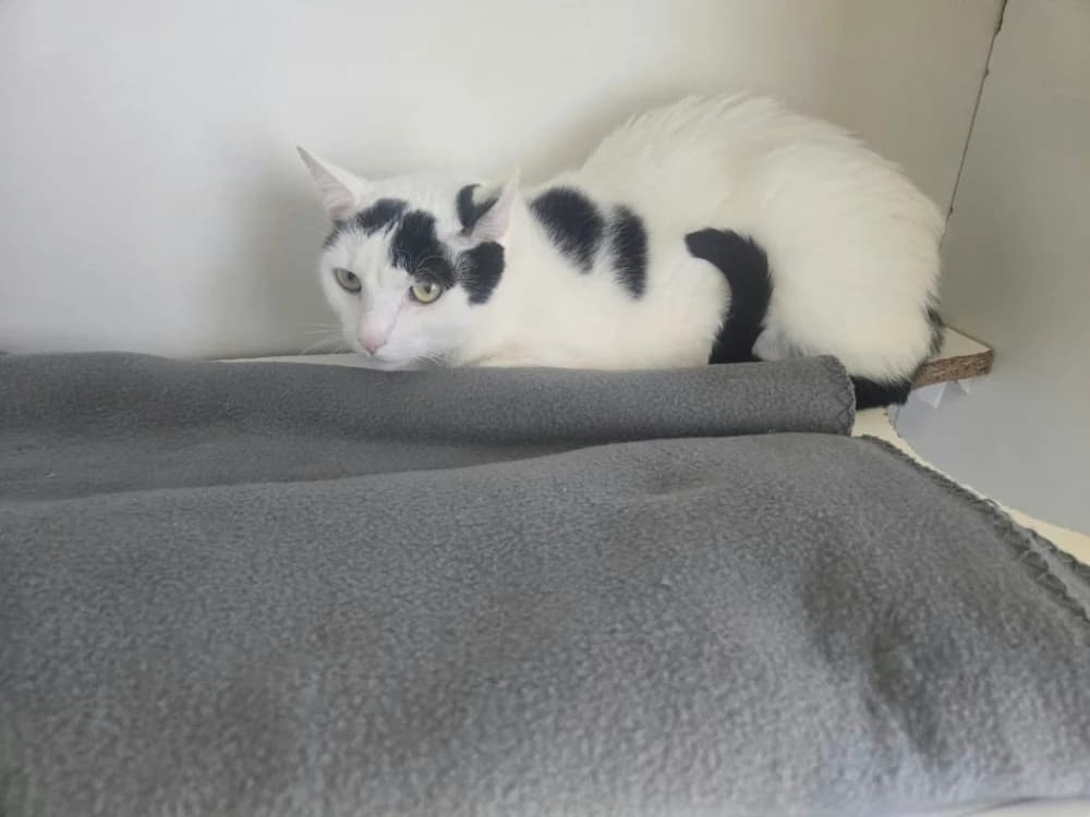 ZAIA, female 3yo Mixed Breed for adoption at SPA Thionville, Thionville