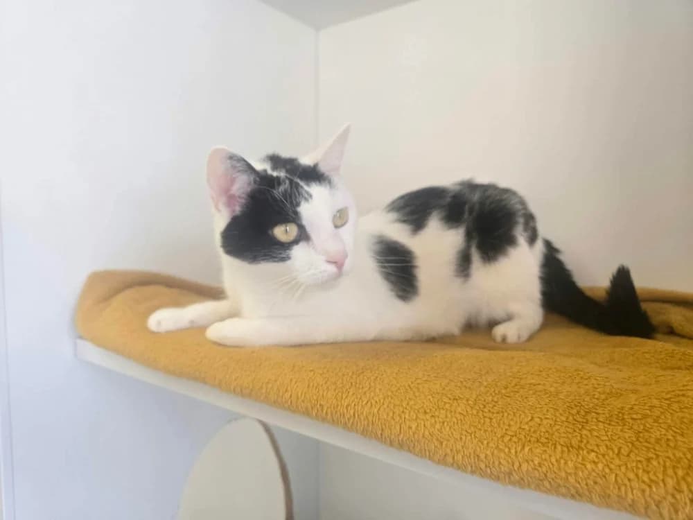 LILA, female 3yo Mixed Breed for adoption at SPA Thionville, Thionville