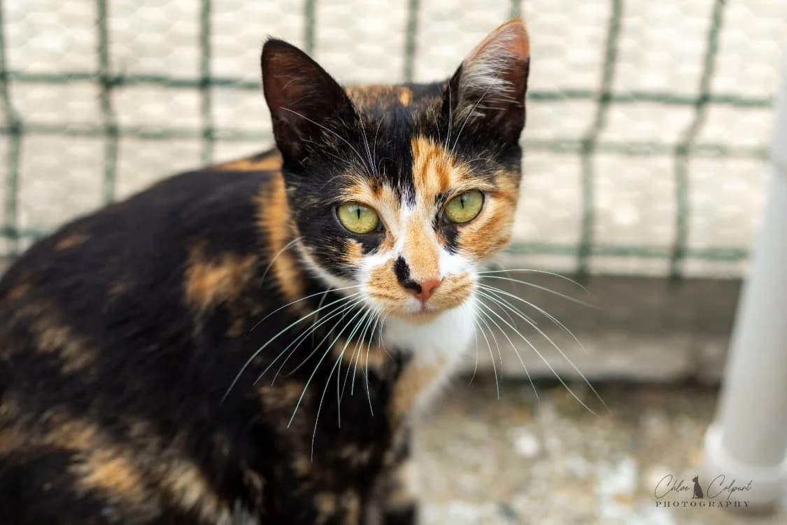 Azura, female young Mixed Breed for adoption at SPA Thionville, Thionville