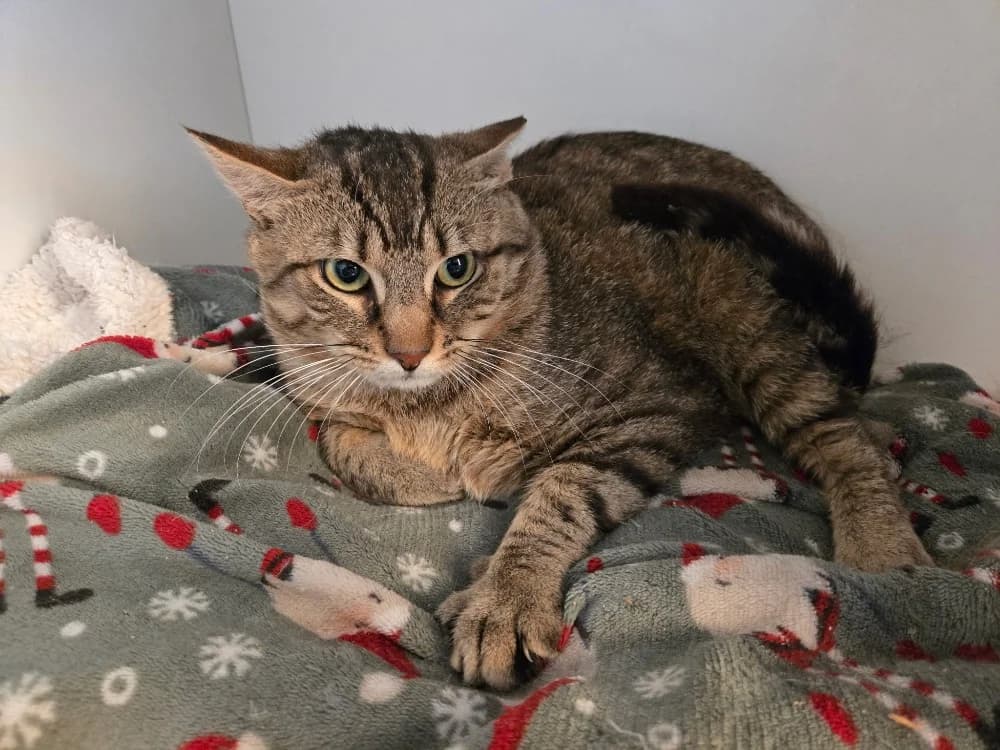 MOON, male 3yo Mixed Breed for adoption at SPA Thionville, Thionville