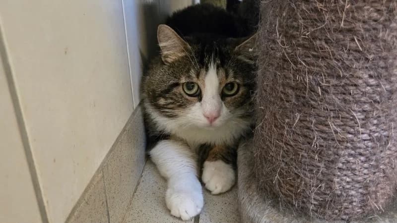 YAYA, male 7yo Mixed Breed for adoption at SPA Thionville, Thionville